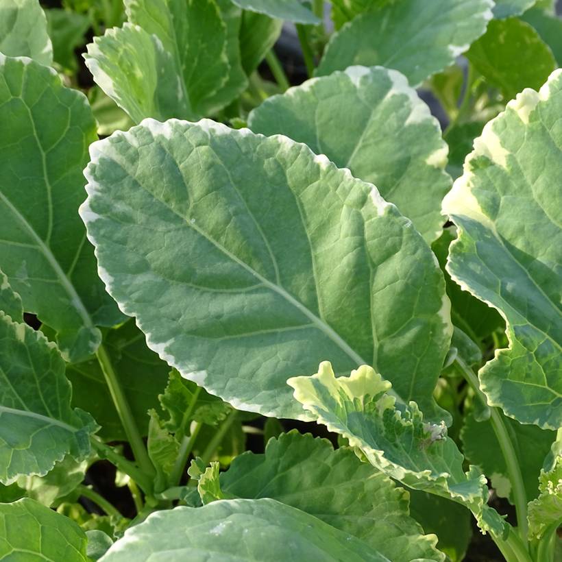 Promesse de Fleurs - Chou perpétuel Daubenton Popof panaché BIO - Brassica oleracea Godet de 8/9 cm
