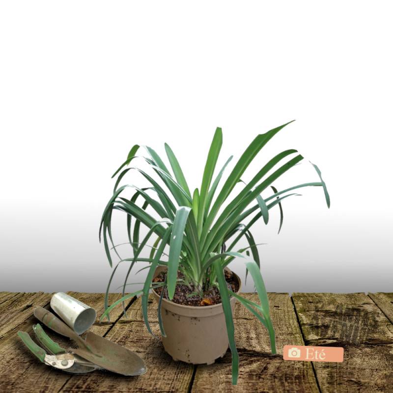 Agapanthe Petit Eskimo à fleurs Blanche/ - feuillage Semi-Persistant - Pot de 4L - 40/60 cm - Imagen 3