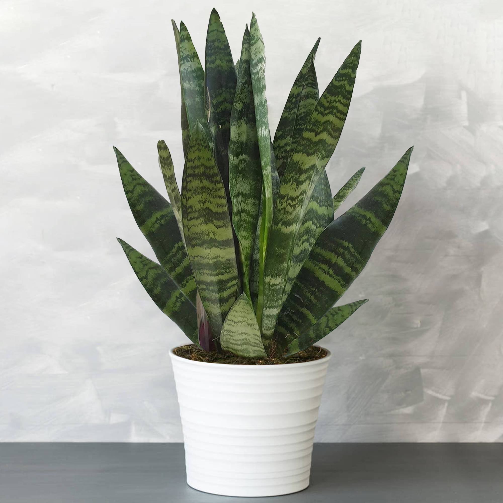 Gardenersdream - Sansevieria Black Coral De Qualité Supérieure | Plante D'Intérieur À Feuillage Persistant (De 30 À 40 Cm Pot Inclus) - GardenersDream
