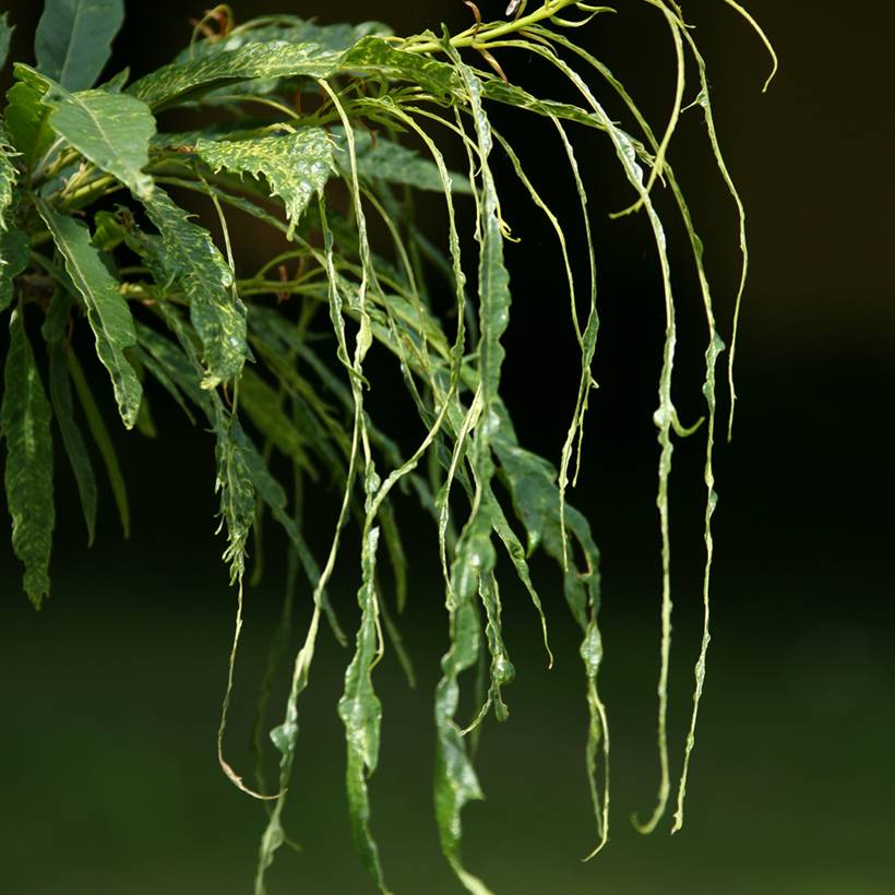 Promesse de Fleurs - Castanea sativa Aspleniifolia - Châtaignier à feuille de fougère Pot de 7,5L/10L, Tige
