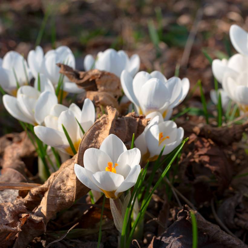 Promesse de Fleurs - Crocus botanique malyi Bulbe calibre 5+ (par 5)