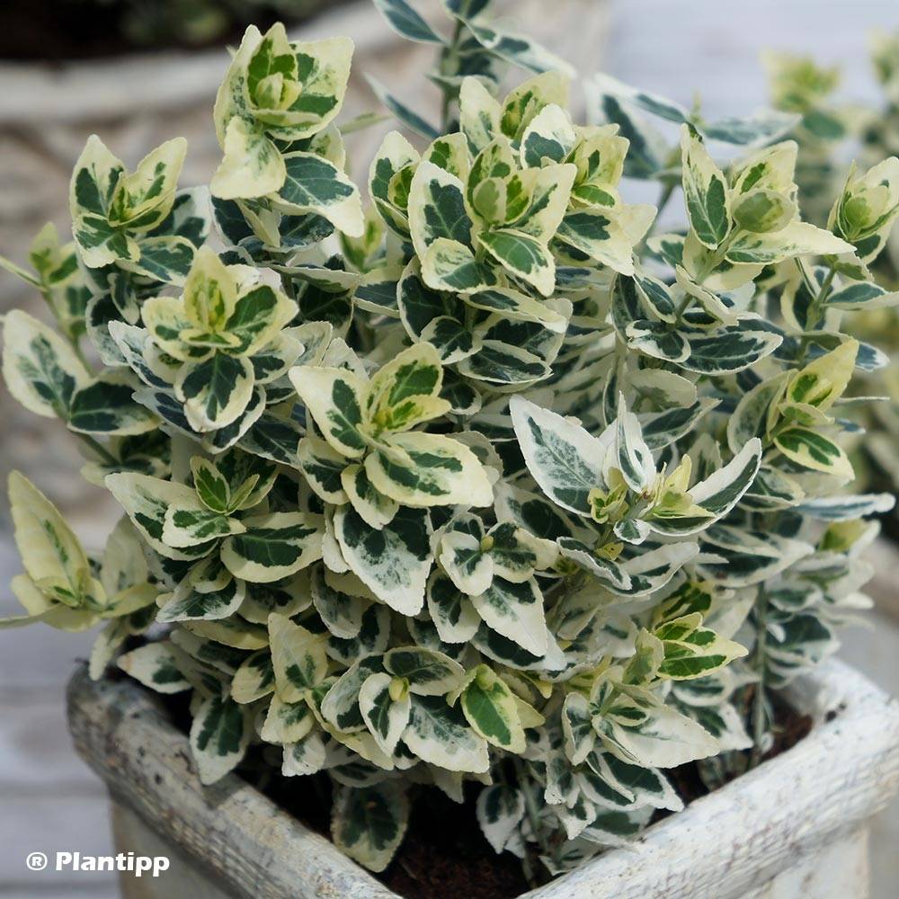 Euonymus fortunei Dan's Delight - Fusain persistant Pot de 2L/3L - Image 1