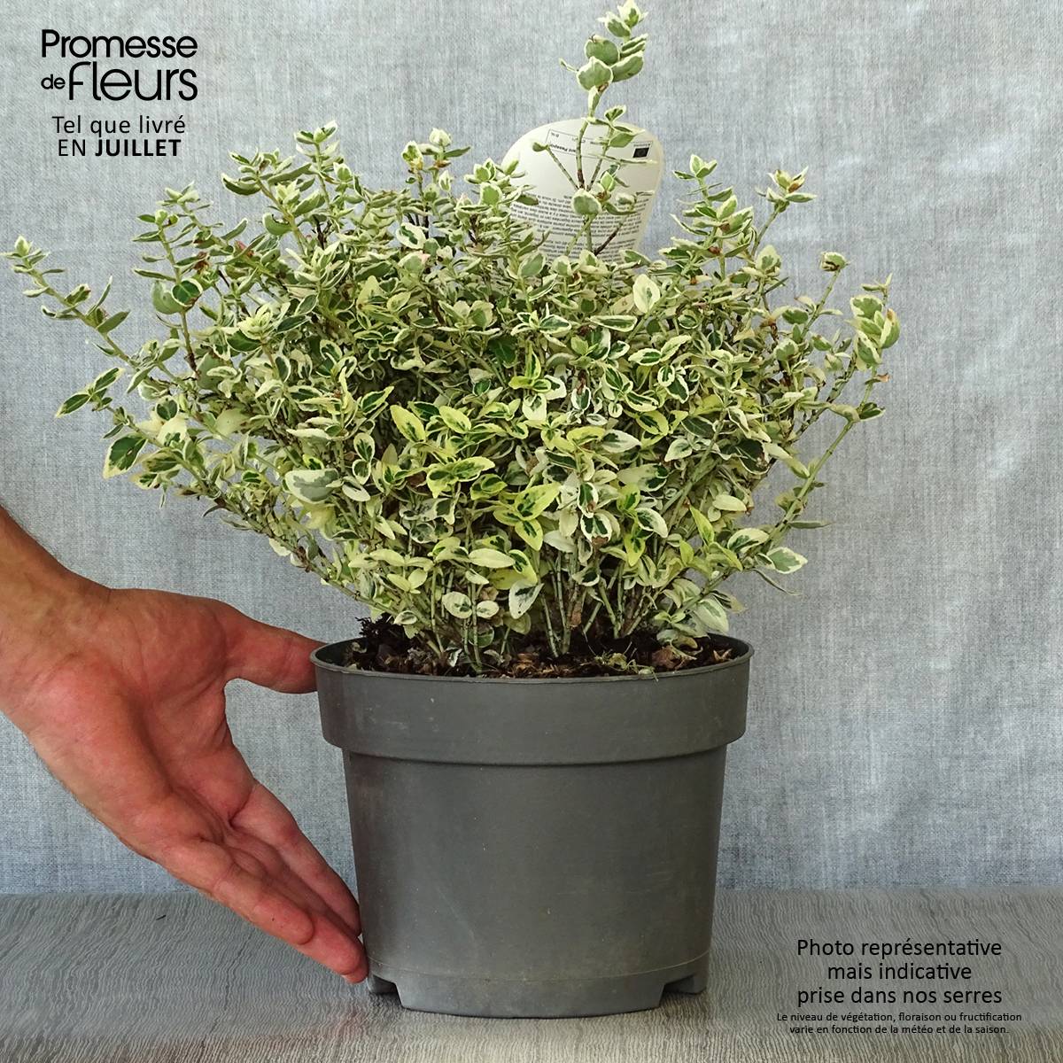 Euonymus fortunei Dan's Delight - Fusain persistant Pot de 2L/3L - Image 2