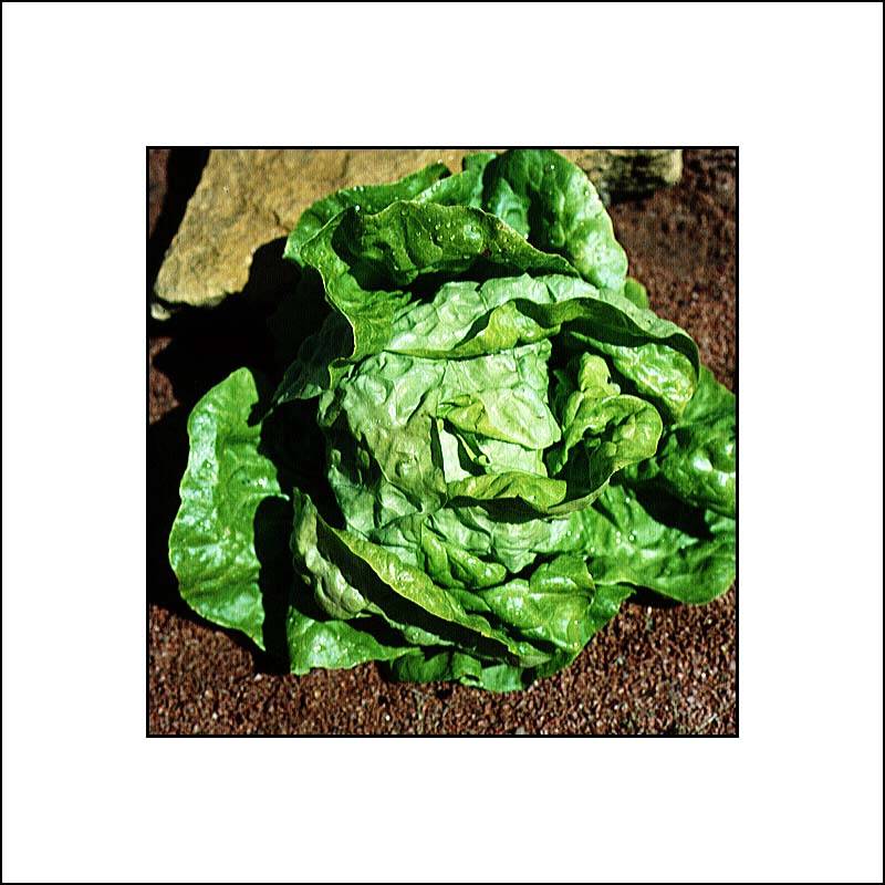 Laitue pommée Grosse Blonde Paresseuse - Lactuca sativa le sachet de 2500 graines environ (3g)