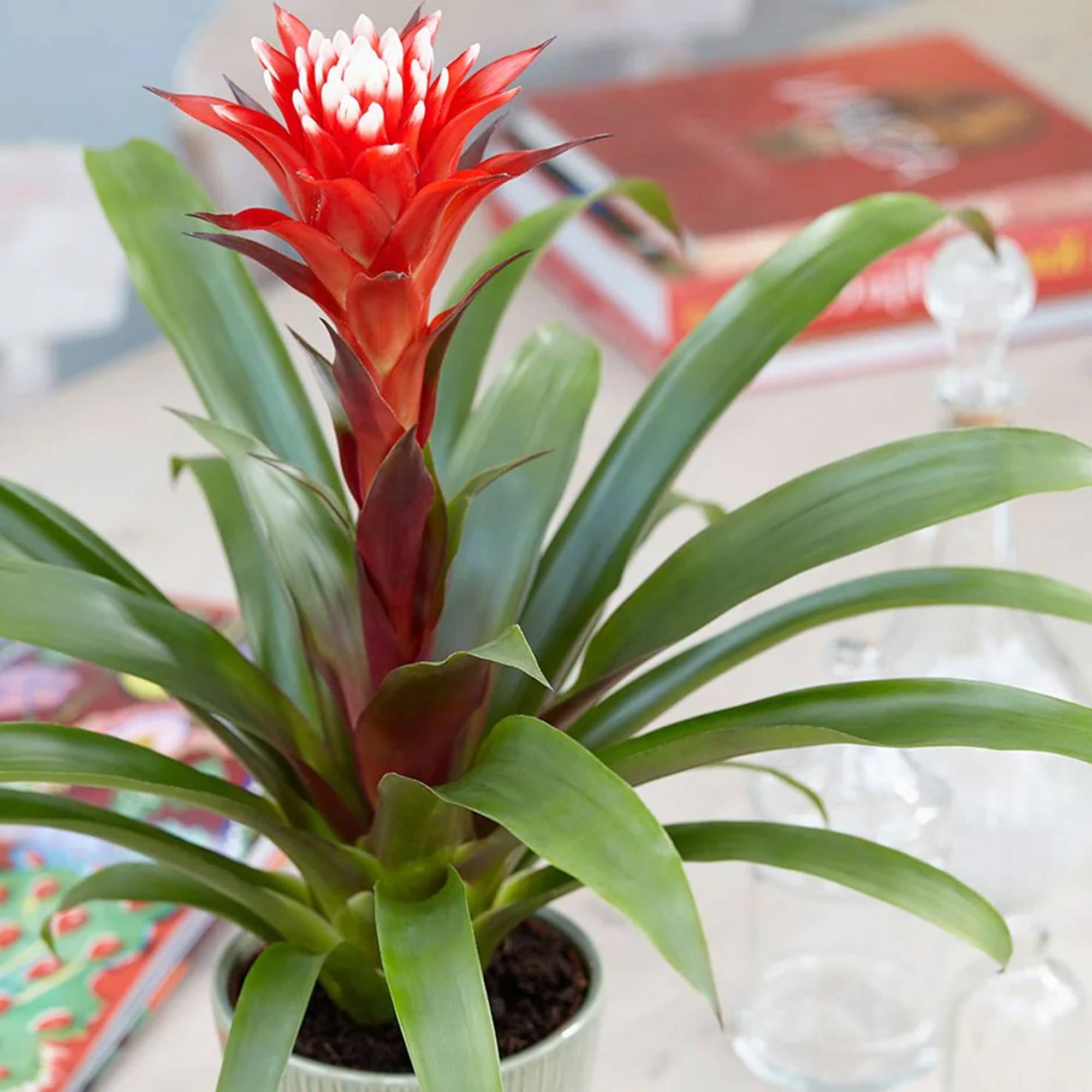 Gardenersdream - Bromélia Guzmania Hope | Plante D'Intérieur À Fleurs Exotiques Et Feuilles Persistantes | Plante D'Intérieur Pour La Maison, Le Bureau Ou La Cuisine - Imagen 3