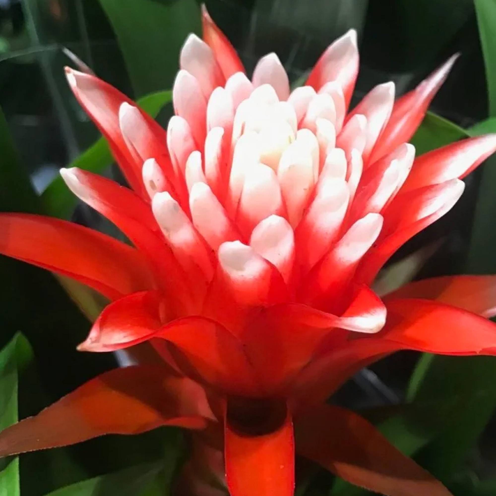 Gardenersdream - Bromélia Guzmania Hope | Plante D'Intérieur À Fleurs Exotiques Et Feuilles Persistantes | Plante D'Intérieur Pour La Maison, Le Bureau Ou La Cuisine - Imagen 4