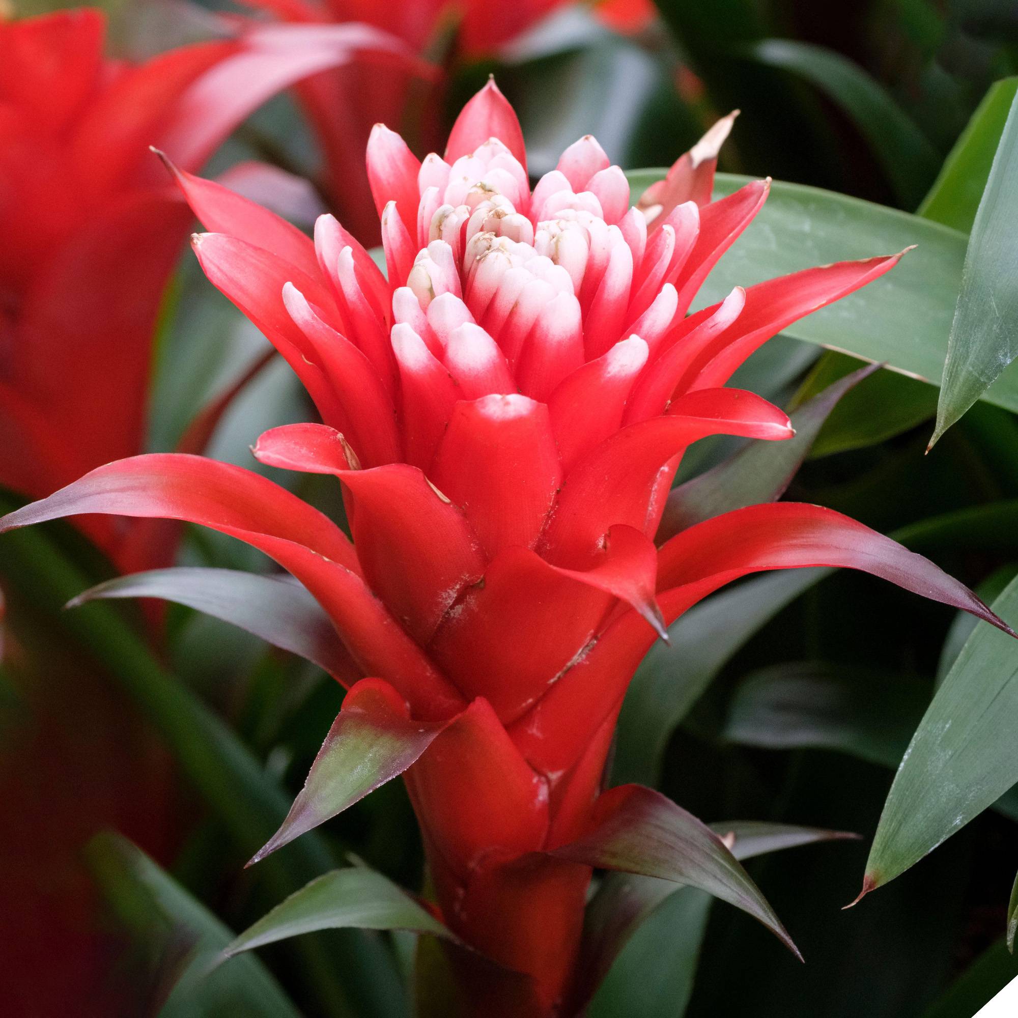Gardenersdream - Bromélia Guzmania Hope | Plante D'Intérieur À Fleurs Exotiques Et Feuilles Persistantes | Plante D'Intérieur Pour La Maison, Le Bureau Ou La Cuisine - Imagen 1