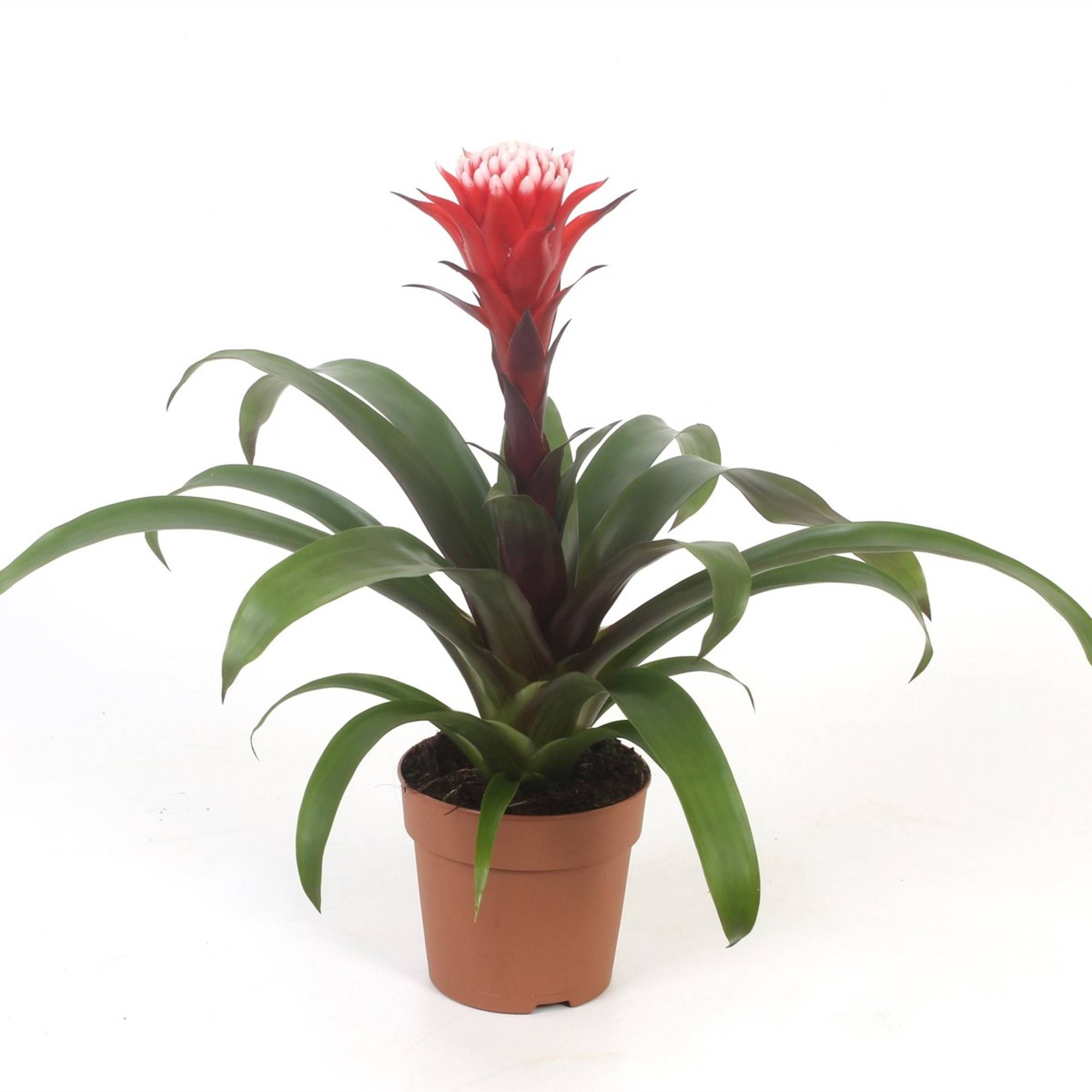 Gardenersdream - Bromélia Guzmania Hope | Plante D'Intérieur À Fleurs Exotiques Et Feuilles Persistantes | Plante D'Intérieur Pour La Maison, Le Bureau Ou La Cuisine - Imagen 2