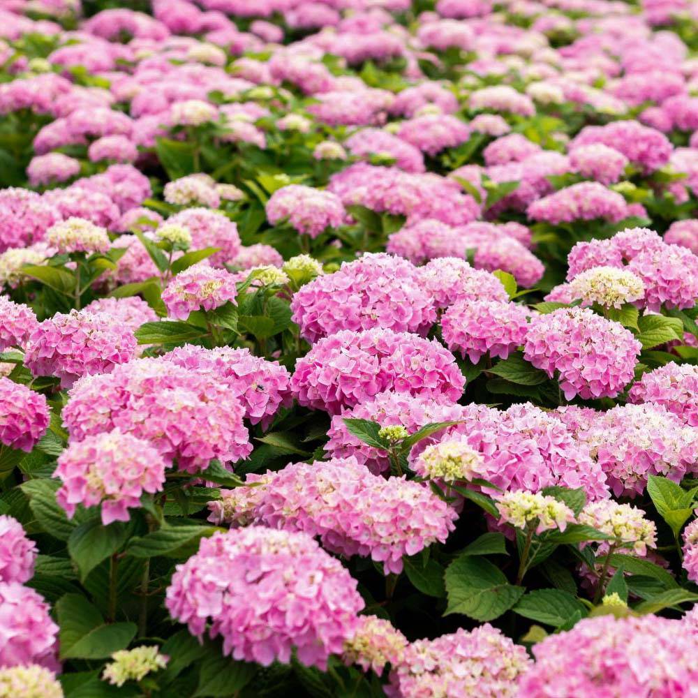 Promesse de Fleurs - Hortensia - Hydrangea macrophylla Endless Summer The Original (Rose) Pot de 2L/3L