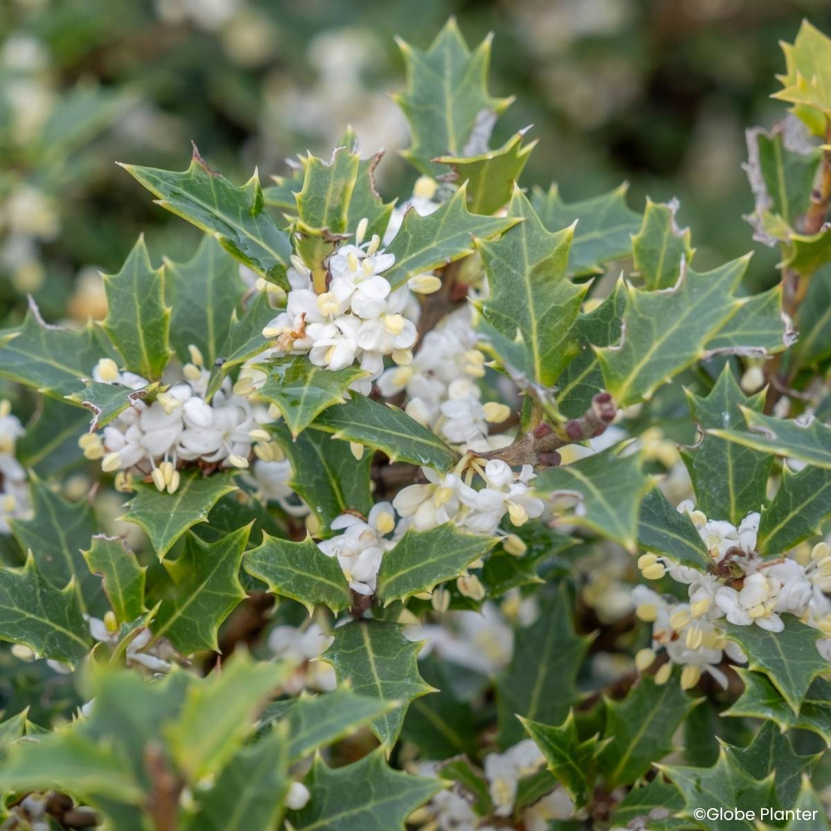 Promesse de Fleurs - Osmanthus heterophyllus Perfume Party - Osmanthe Pot de 3L/4L