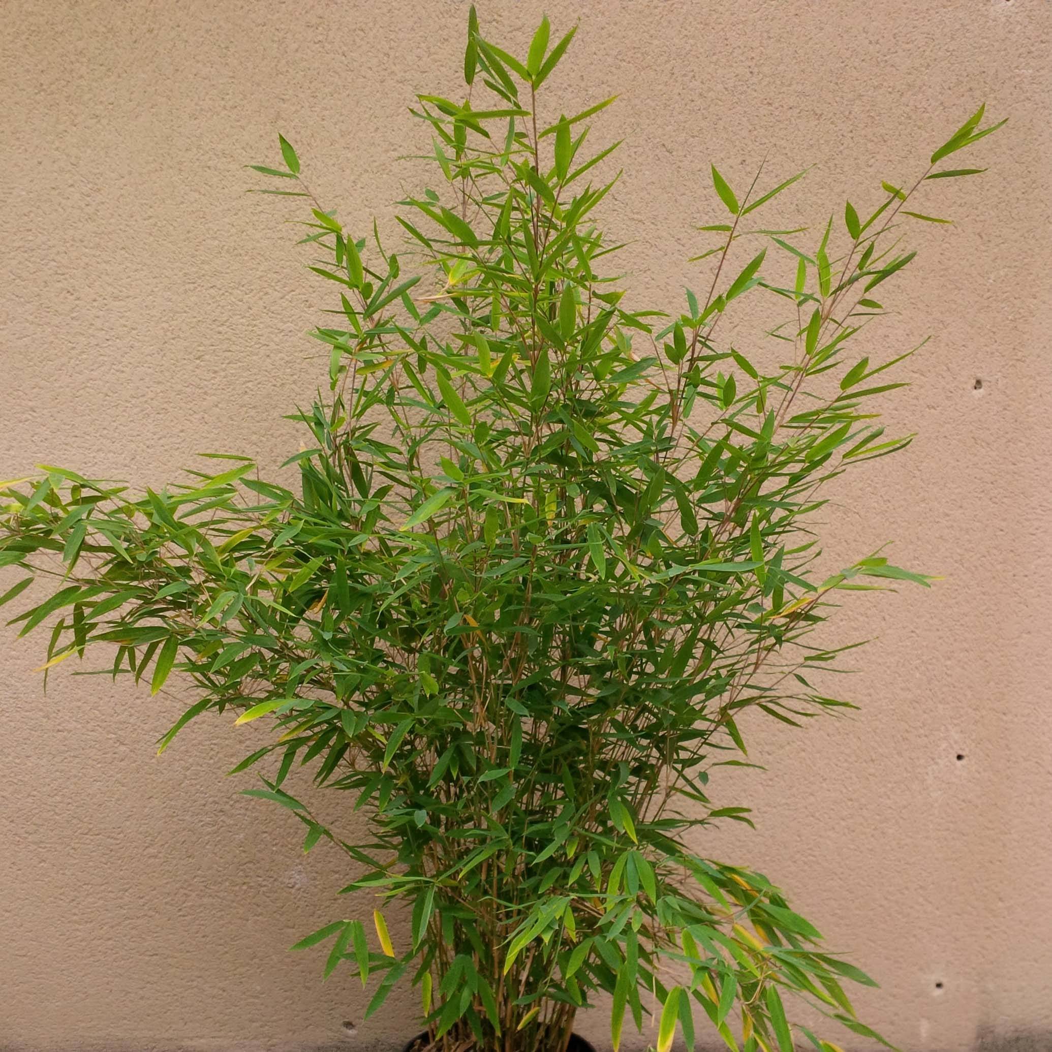 Promesse de Fleurs - Fargesia Winter Joy - Bambou non traçant Pot de 2L/3L - Image 1