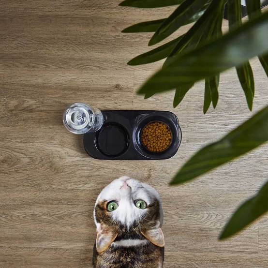 The Concept Factory - Gamelle et distributeur d'eau pour chat et chien - Noir - The concept factory - Image 6