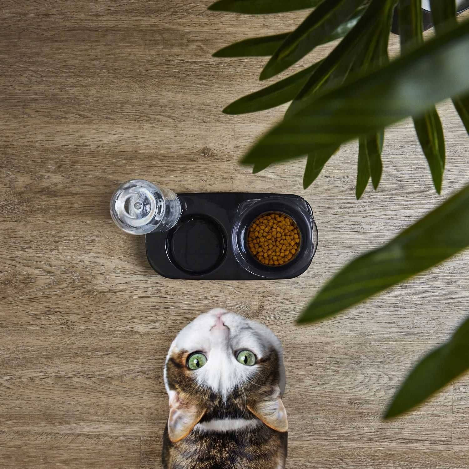 The Concept Factory - Gamelle et distributeur d'eau pour chat et chien - Noir - The concept factory - Image 6