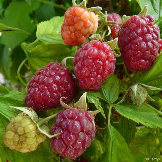 Framboisier Primeberry Autumn Happy - Rubus idaeus Pot de 1,5L/2L