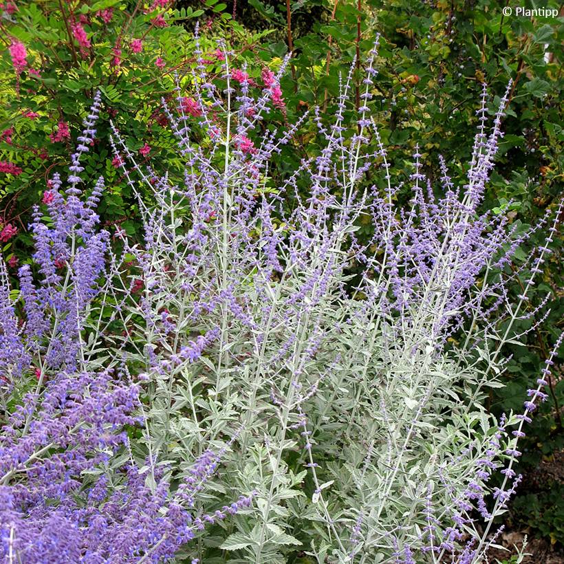 Perovskia Silvery Blue - Sauge d'Afghanistan Pot de 3L/4L - Image 1