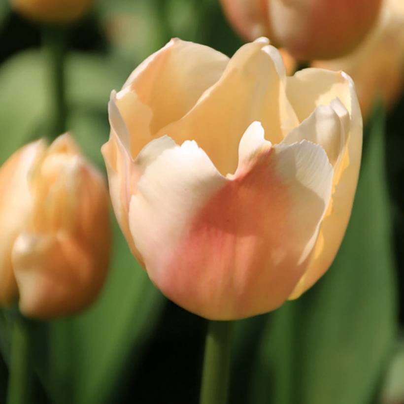 Promesse de Fleurs - Tulipe Darwin Apricot Pride Bulbe calibre 11+ (par 10)