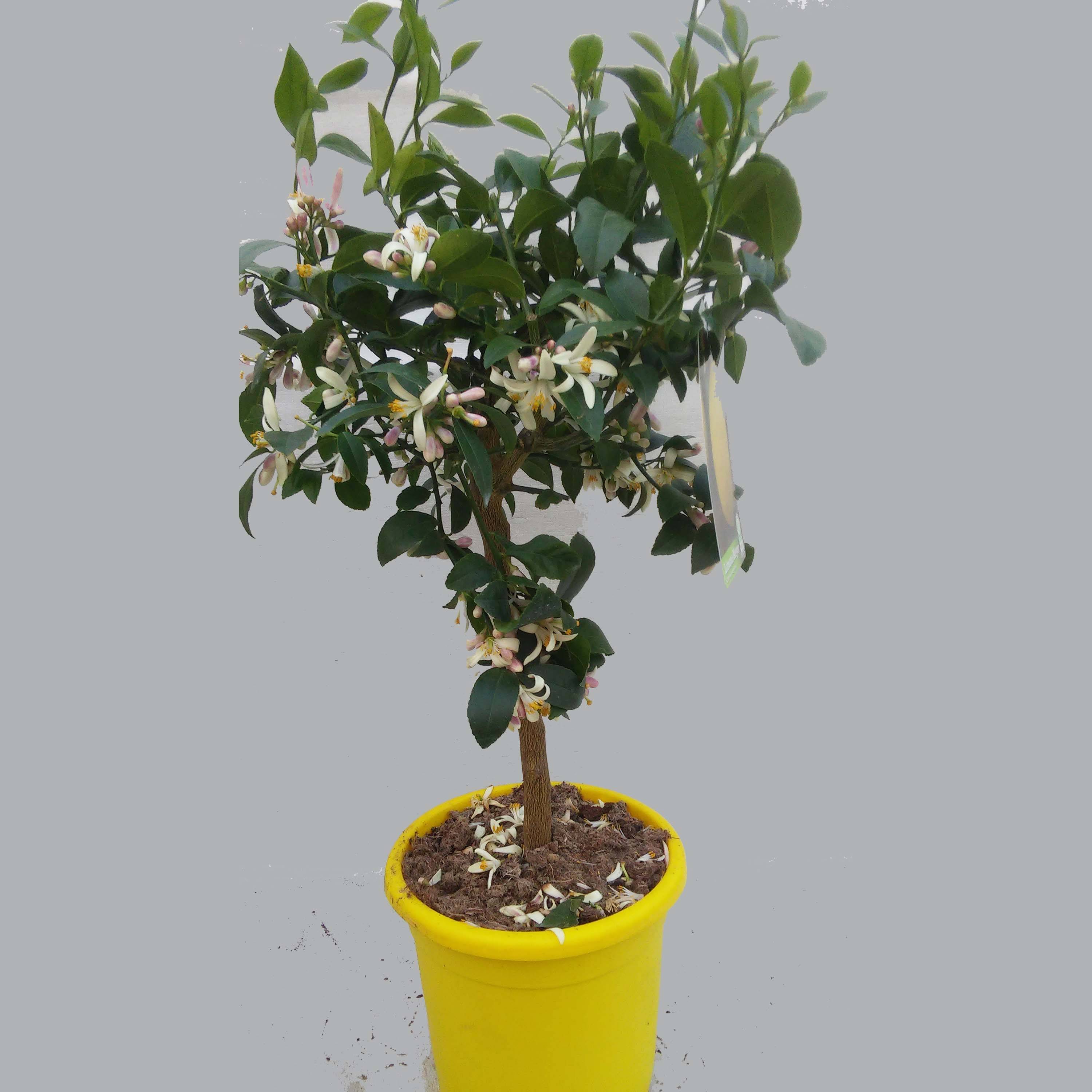 Citronnier Meyer - Citrus x meyeri Pot de 4L/5L, 1/4 de tige - Image 3