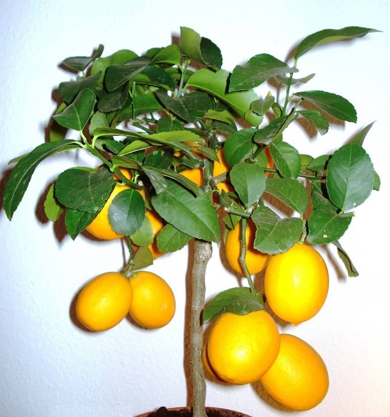 Citronnier Meyer - Citrus x meyeri Pot de 4L/5L, 1/4 de tige - Image 2