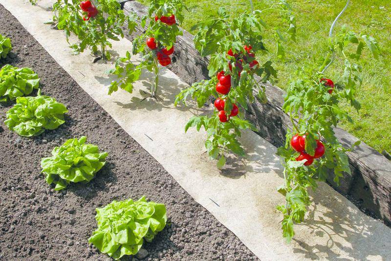 Nortène - Paillage naturel 50 x 300 cm - pour jardin et potager 100% biodégradable - 500 g/m2 Nortene