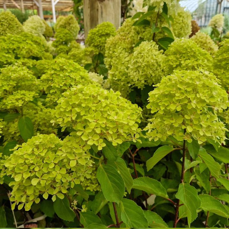 Hortensia paniculata Romantic Ace® 'Renvagor', Hydrangea paniculata à fleurs Rose - feuillage Caduc - Pot de 1,5L - 10/20 cm-  hauteur à maturité De 1 - Imagen 7