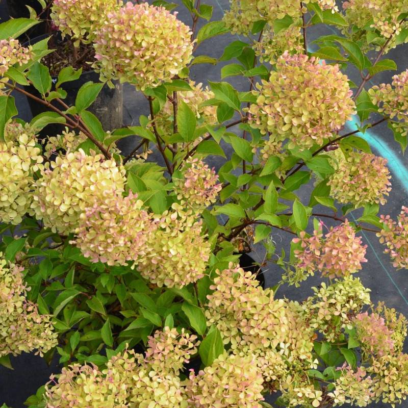 Hortensia paniculata Romantic Ace® 'Renvagor', Hydrangea paniculata à fleurs Rose - feuillage Caduc - Pot de 1,5L - 10/20 cm-  hauteur à maturité De 1 - Imagen 3