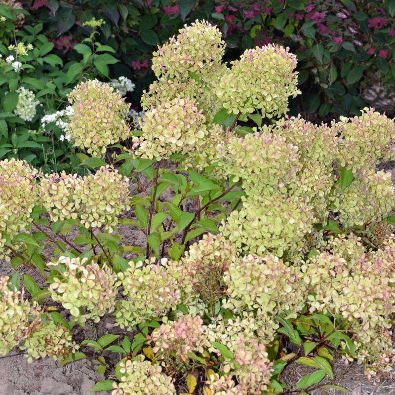 Hortensia paniculata Romantic Ace® 'Renvagor', Hydrangea paniculata à fleurs Rose - feuillage Caduc - Pot de 1,5L - 10/20 cm-  hauteur à maturité De 1 - Imagen 5
