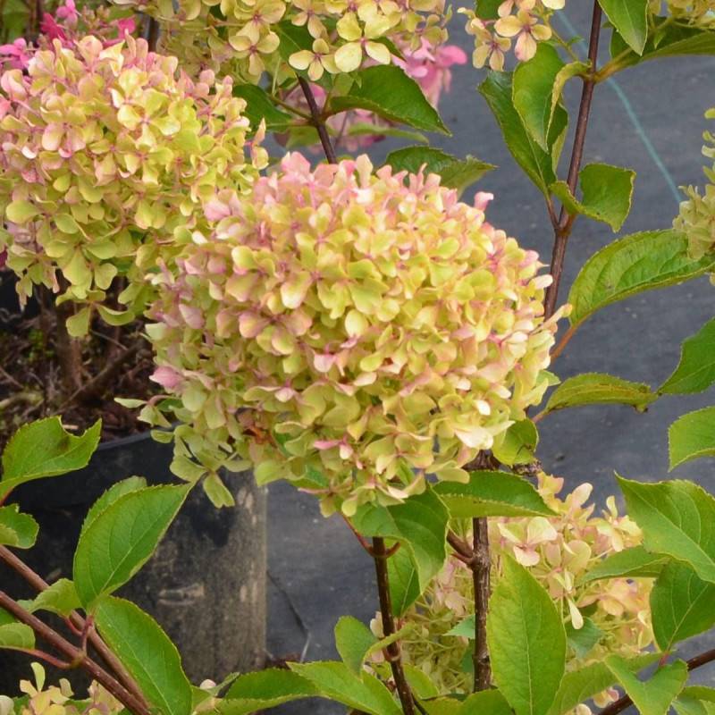 Hortensia paniculata Romantic Ace® 'Renvagor', Hydrangea paniculata à fleurs Rose - feuillage Caduc - Pot de 1,5L - 10/20 cm-  hauteur à maturité De 1 - Imagen 2