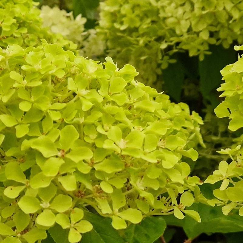 Hortensia paniculata Romantic Ace® 'Renvagor', Hydrangea paniculata à fleurs Rose - feuillage Caduc - Pot de 1,5L - 10/20 cm-  hauteur à maturité De 1 - Imagen 6