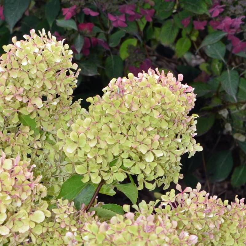 Hortensia paniculata Romantic Ace® 'Renvagor', Hydrangea paniculata à fleurs Rose - feuillage Caduc - Pot de 1,5L - 10/20 cm-  hauteur à maturité De 1 - Imagen 4