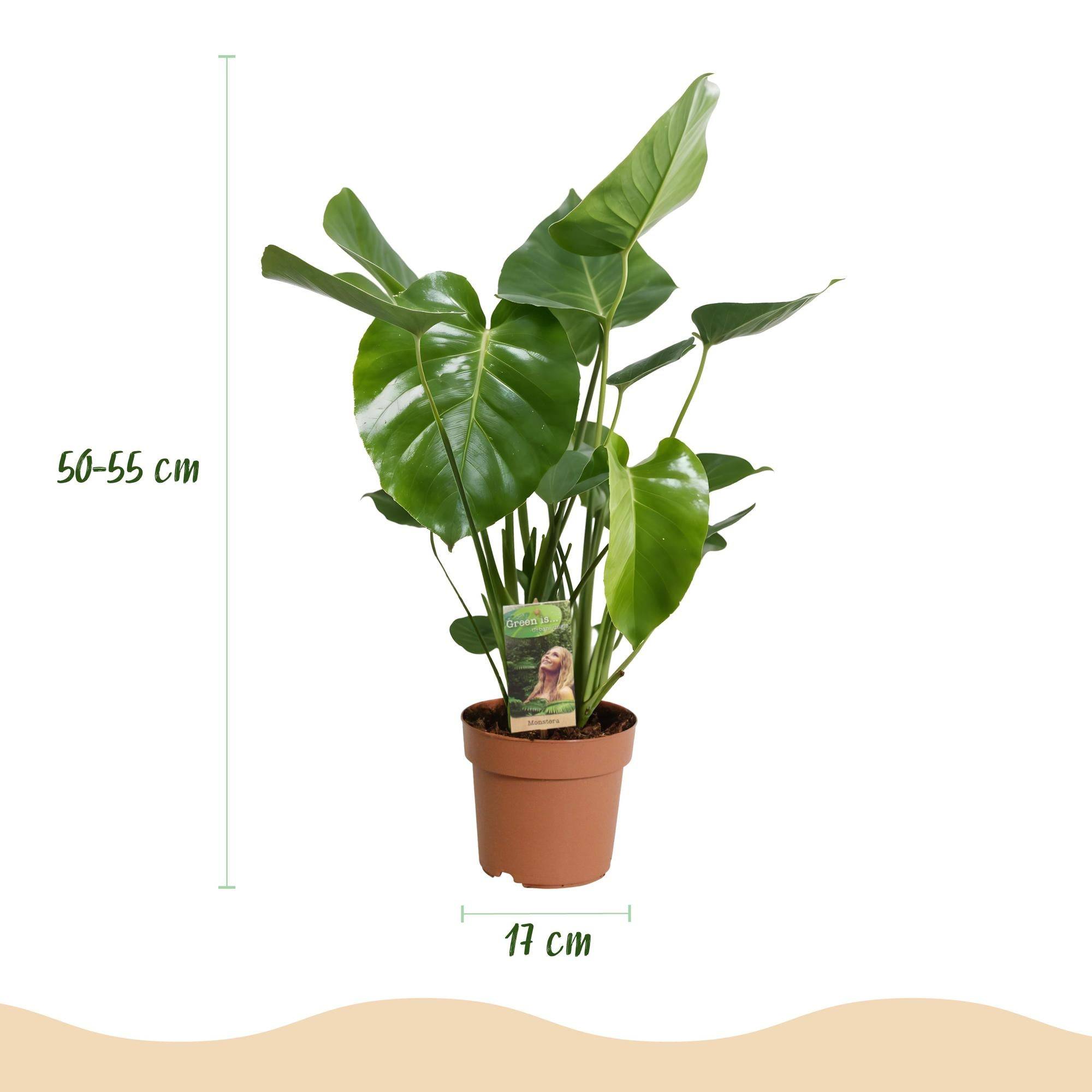 Monstera Deliciosa - H55cm - Image 4