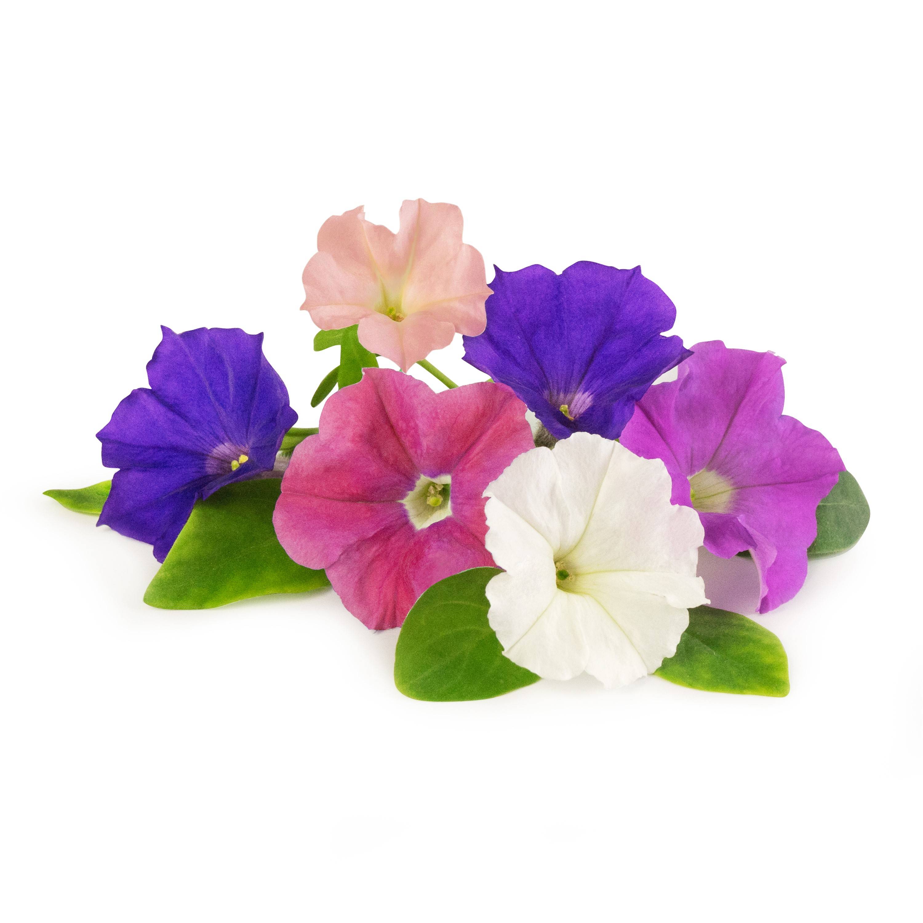 Veritable - Lingot Pétunia - Recharge prête à l'emploi - Véritable - Imagen 2