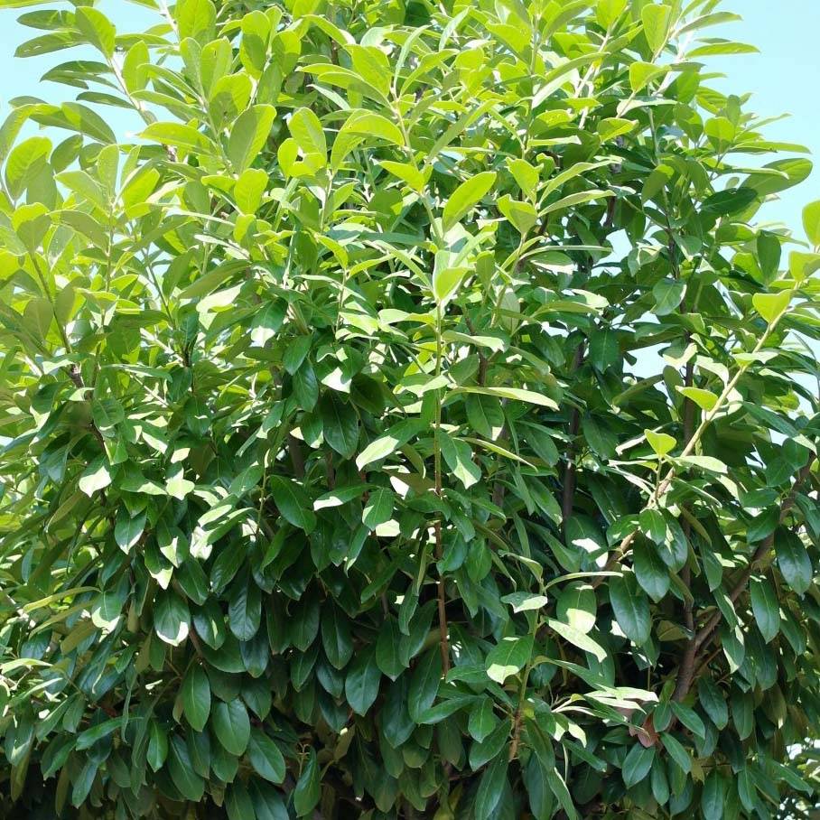 Laurier cerise - Prunus laurocerasus Novita Pot de 4L/5L