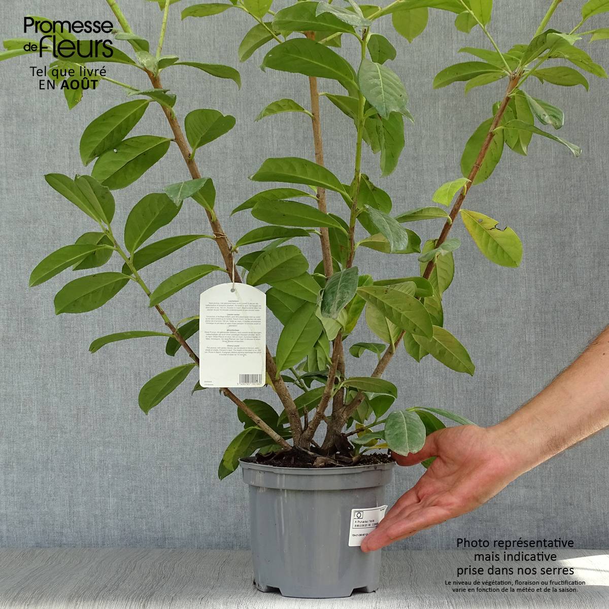 Laurier cerise - Prunus laurocerasus Novita Pot de 4L/5L - Image 2