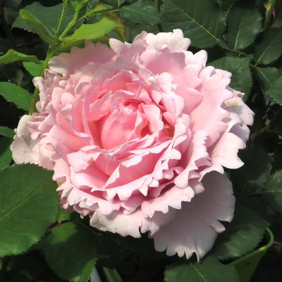 Promesse de Fleurs - Rosier à grandes fleurs Sophie Rochas Pot de 3L/4L