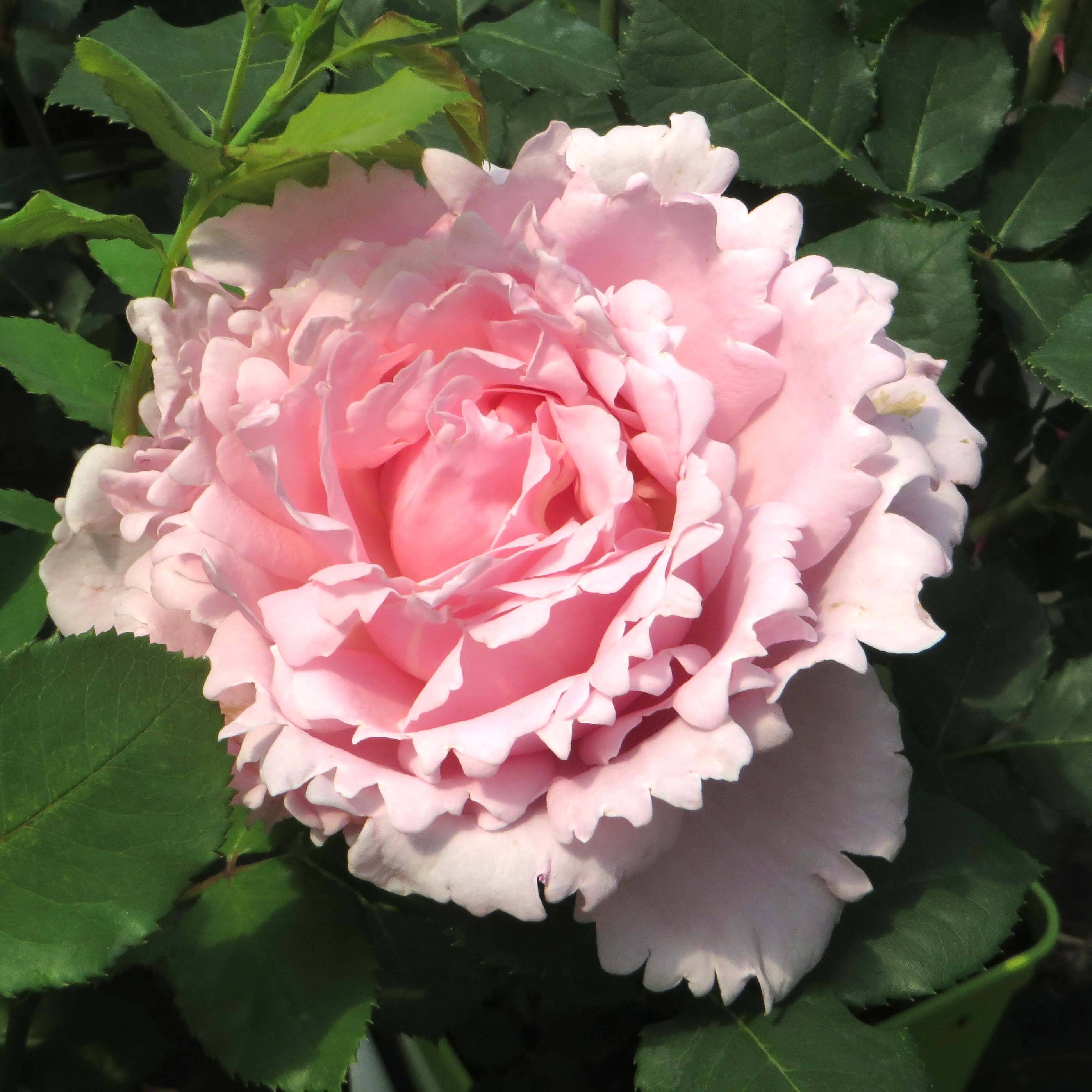 Promesse de Fleurs - Rosier à grandes fleurs Sophie Rochas Pot de 3L/4L