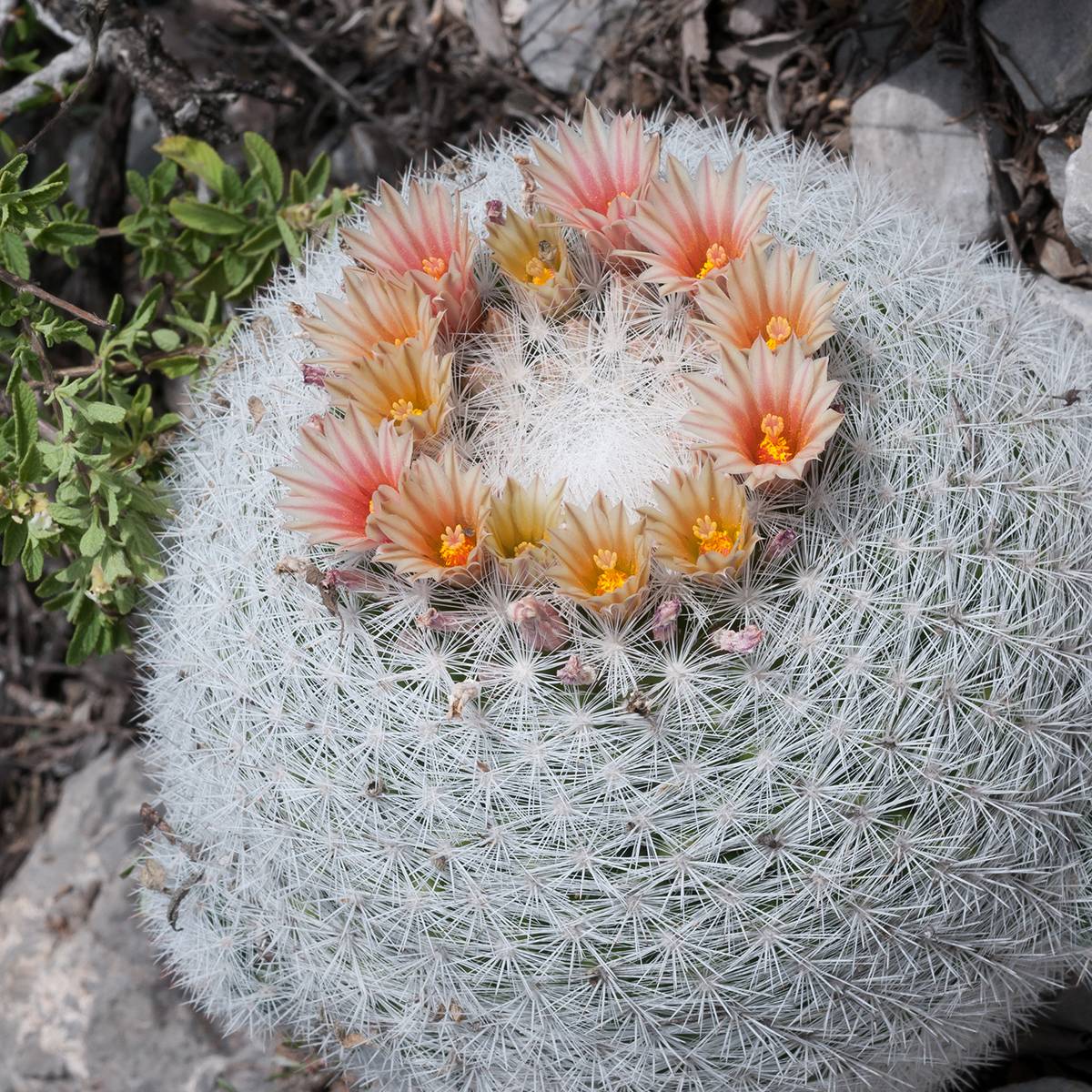 Promesse de Fleurs - Cactus - Mammillaria candida Mini-plante