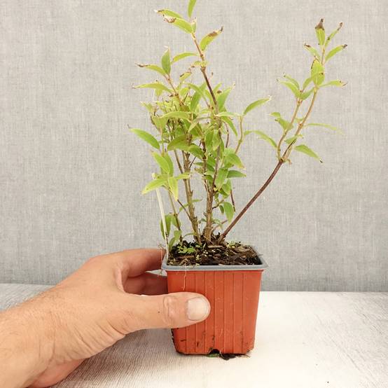 Deutzia gracilis - Deutzie Godet de 8/9 cm - Image 2