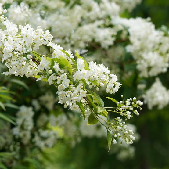 Deutzia gracilis - Deutzie Godet de 8/9 cm - Image 1