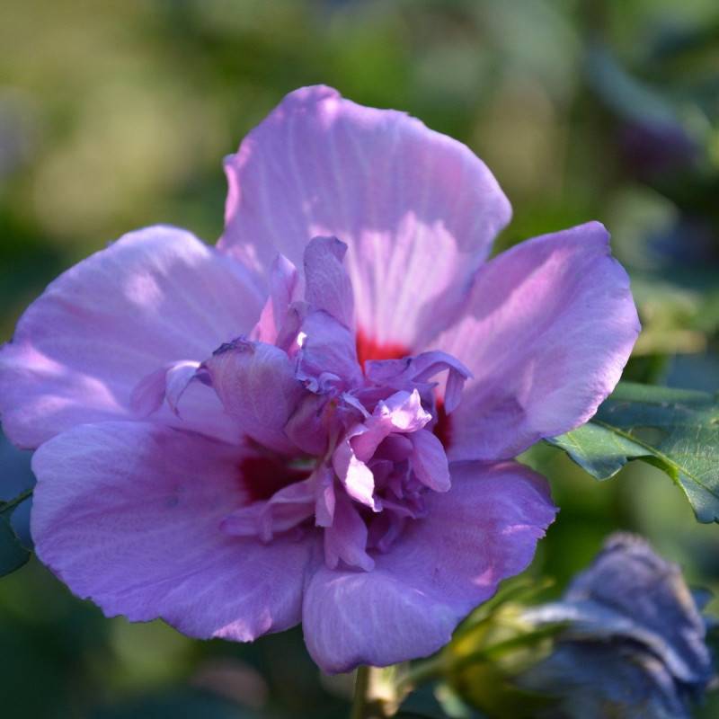 Hibiscus Ultramarine® 'Minultra', Althéa à fleurs Bleue - feuillage Caduc - Pot de 7,5L - Tigette - 60/80 cm-  hauteur à maturité De 1,00 m à 1,50 m - Image 2