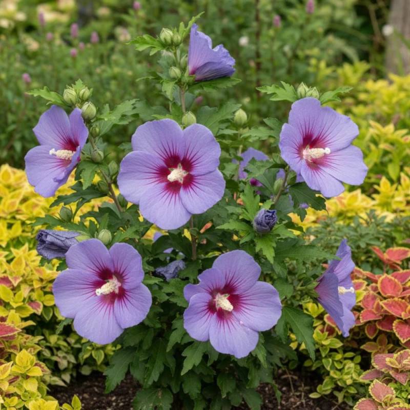Hibiscus Ultramarine® 'Minultra', Althéa à fleurs Bleue - feuillage Caduc - Pot de 7,5L - Tigette - 60/80 cm-  hauteur à maturité De 1,00 m à 1,50 m - Image 3