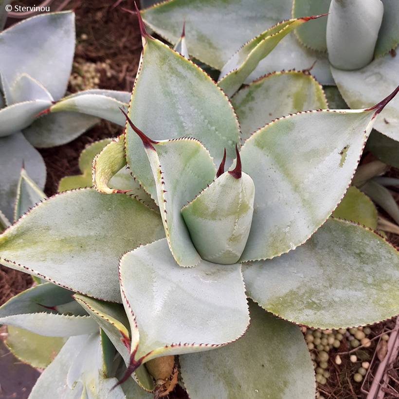 Promesse de Fleurs - Agave pygmae Dragon Toes Pot de 3L/4L