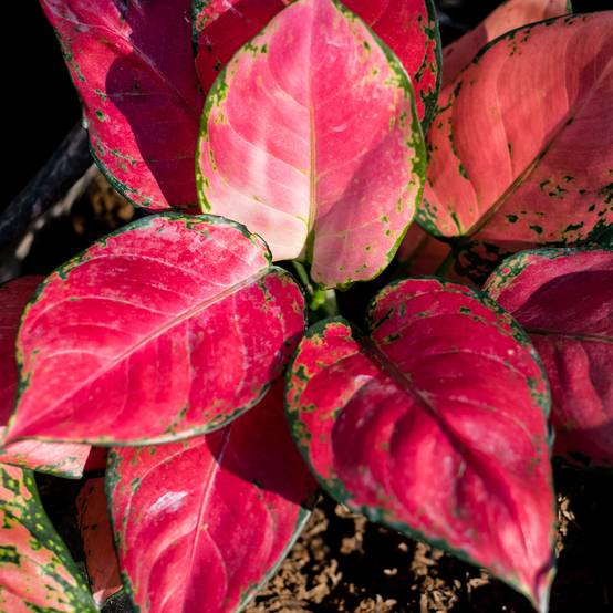 Aglaonema Rich Red Mini-plante