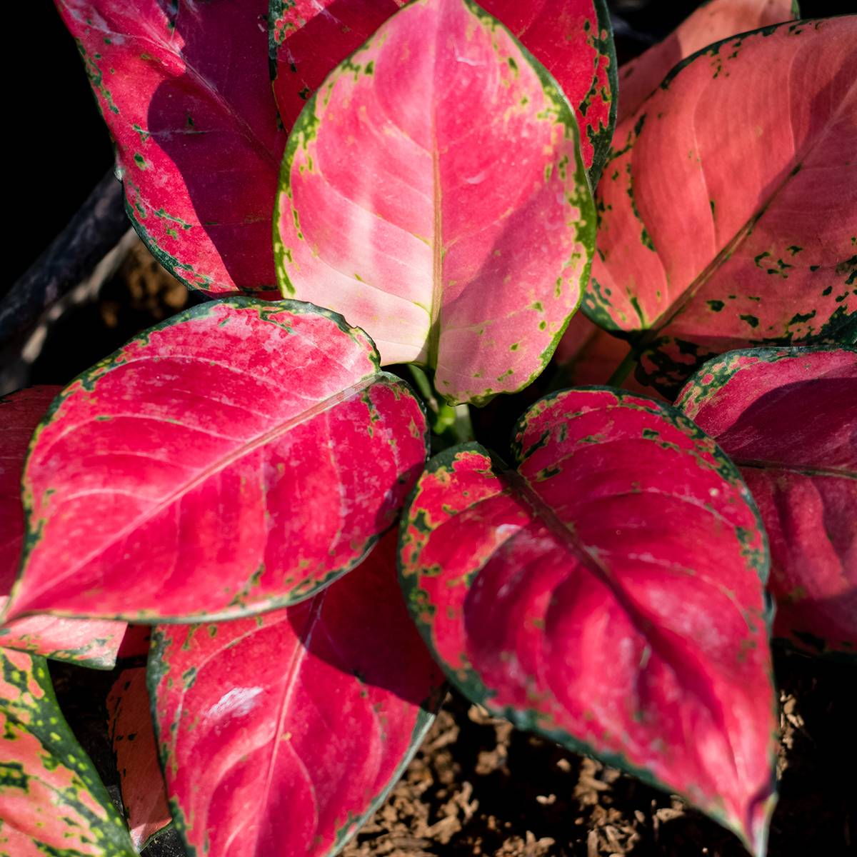 Aglaonema Rich Red Mini-plante