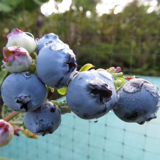 Promesse de Fleurs - Vaccinium corymbosum Hortblue Petite - myrtillier d'Amérique Pot de 2L/3L, Buisson
