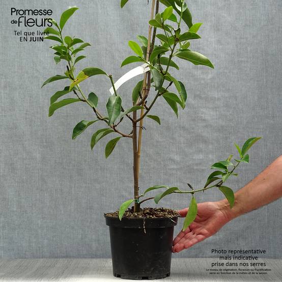 Michelia Fairy Lime - Michelia hybride Pot de 4L/5L - Image 2