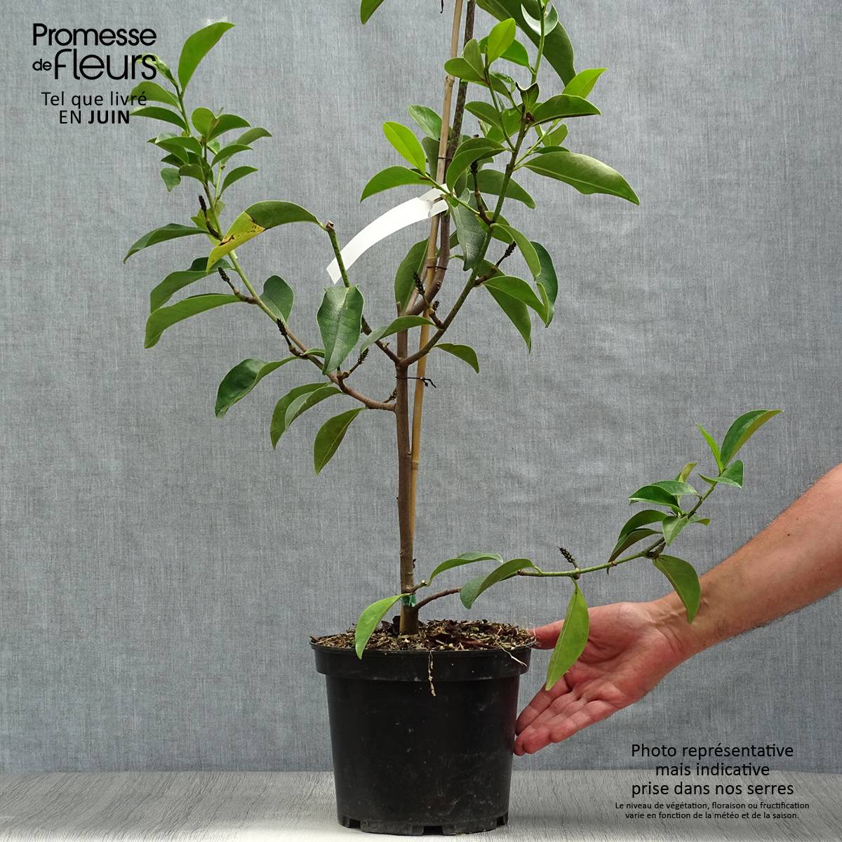 Michelia Fairy Lime - Michelia hybride Pot de 4L/5L - Image 2