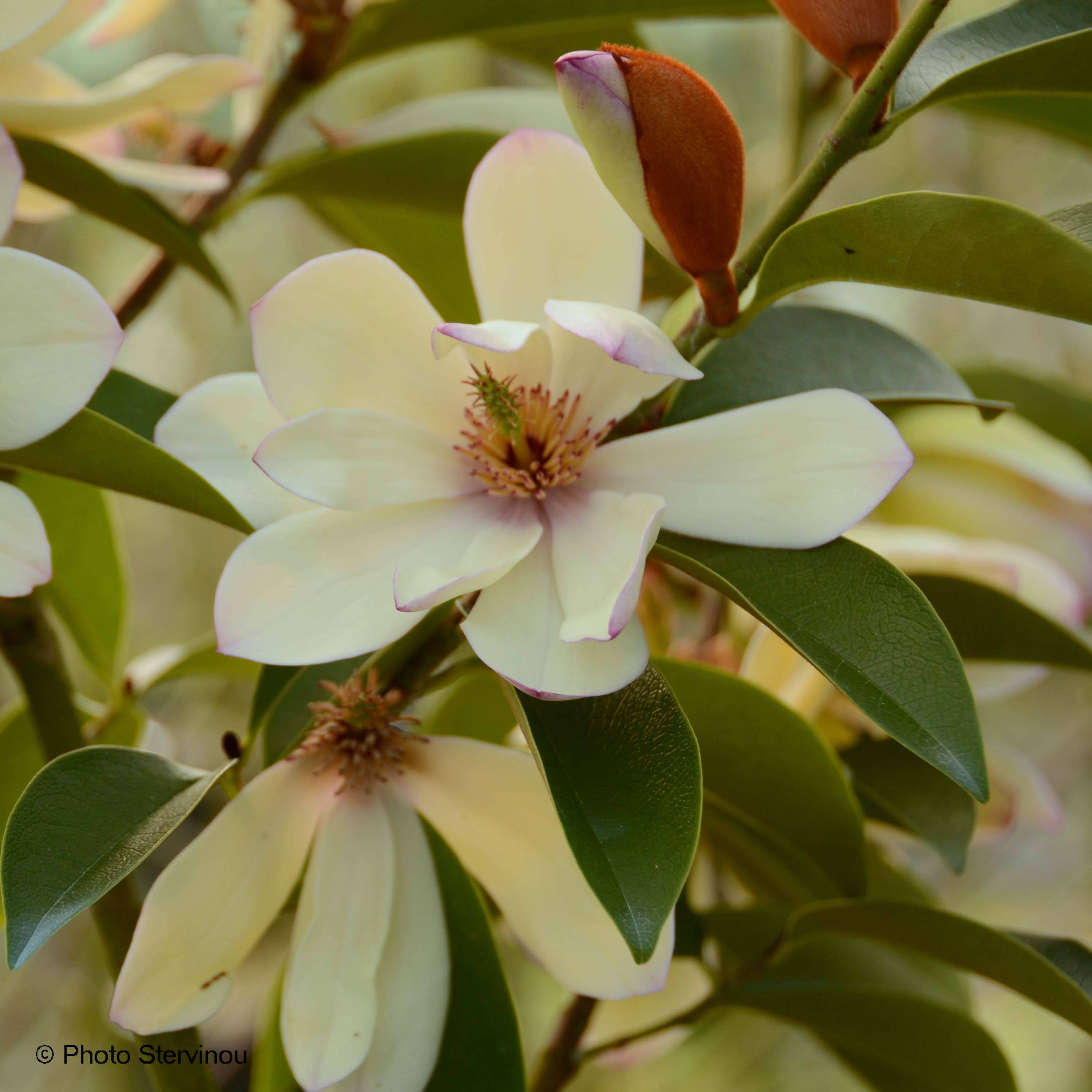 Michelia Fairy Lime - Michelia hybride Pot de 4L/5L - Image 1