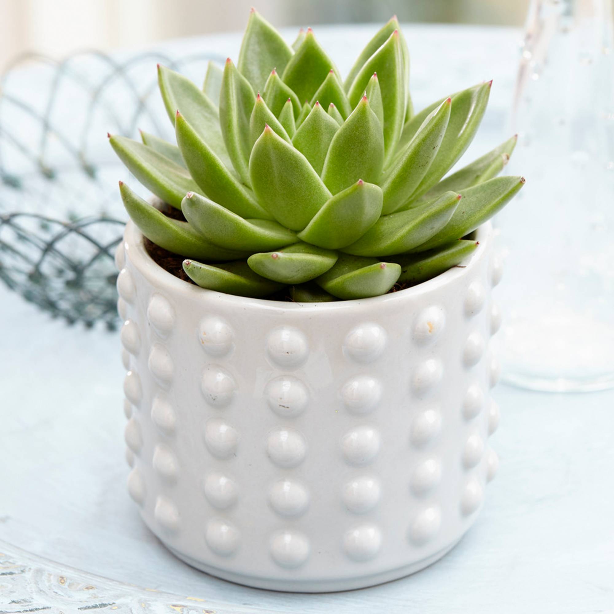 Gardenersdream - Echeveria Miranda À Feuilles Persistantes De Qualité 10-20Cm Meilleure Plante D'Intérieur En Pot - GardenersDream - Imagen 1