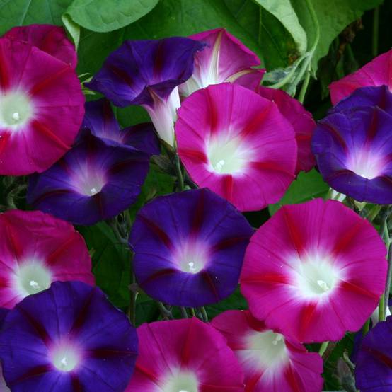 Graines d'Ipomée Bohemian Shades - Ipomoea purpurea le sachet de 70 graines environ (2g)