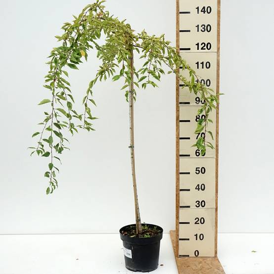 Promesse de Fleurs - Cerisier à fleurs du Japon - Prunus incisa Frilly Frock Pot de 7,5L/10L, Tige - Image 2